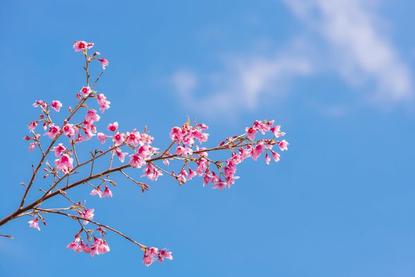 شکوفه های گیلاس در فصل بهار ساکورا