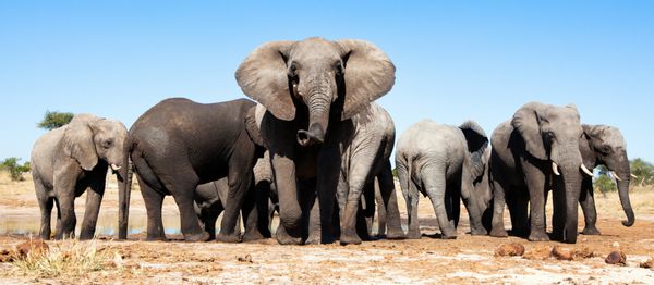 فیل های آفریقایی در بوتسوانا