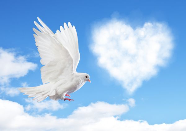 آسمان آبی با قلب هایی که ابرها و کبوتر را شکل می دهند مفهوم عشق