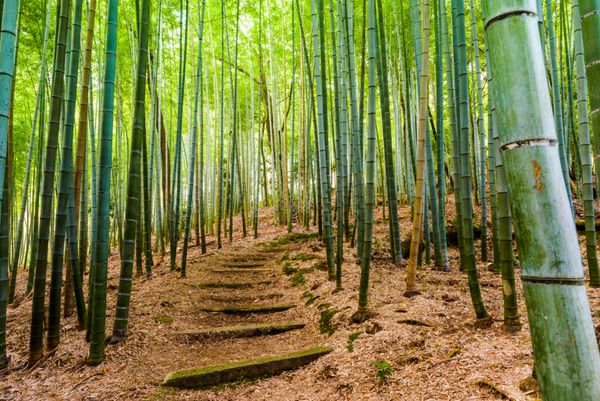 کیوتو جنگل بامبو ژاپن