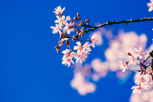شکوفه های گیلاس تایلند