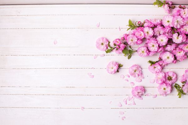 زمینه با گلهای صورتی روشن بر روی تخته های چوبی سفید تمرکز انتخابی محل برای نوشتار