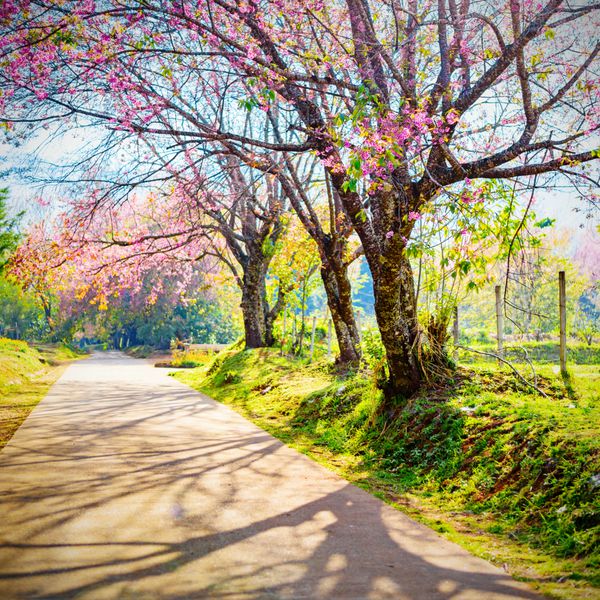 مسیر شکوفه های گیلاس بهاری از طریق جاده ای زیبا چیانگ مای تایلند