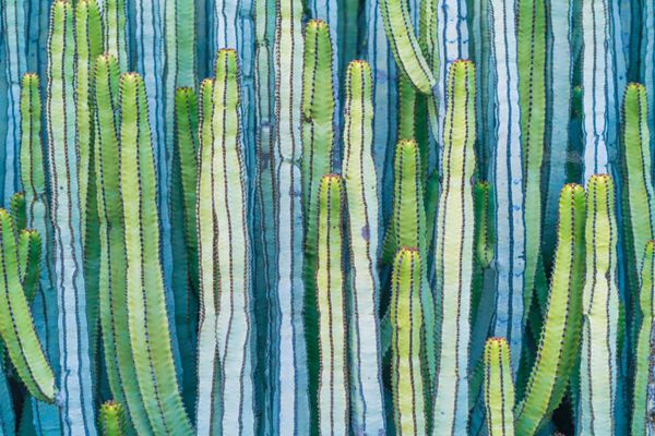 نمای جزییات کاکتوس کاردون در تابستان با رنگ‌های سبز آبی پررنگ و فیروزه‌ای