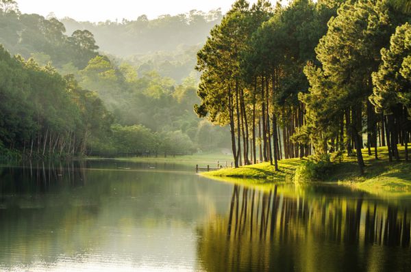نمای زیبا انعکاس جنگل کاج در دریاچه