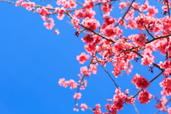 نمای نزدیک از ساکورا شکوفه گیلاس شاخه درخت در برابر آسمان آبی