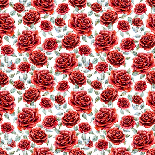 الگوی گل آبرنگ روشن رز قرمز پس زمینه سفید