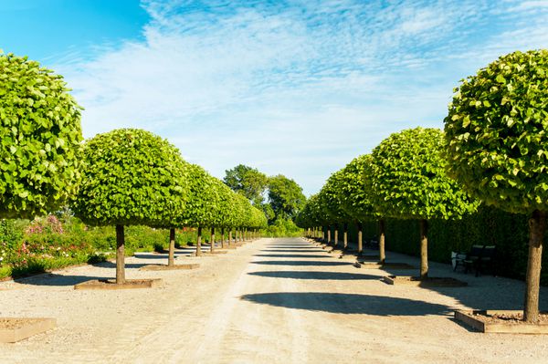 کوچه درختان سبز تاپیاری با پرچین در پس زمینه در باغ زینتی در پس زمینه آسمان آبی در پارک راندل لتونی تصویر افقی پر جنب و جوش تابستانی در فضای باز