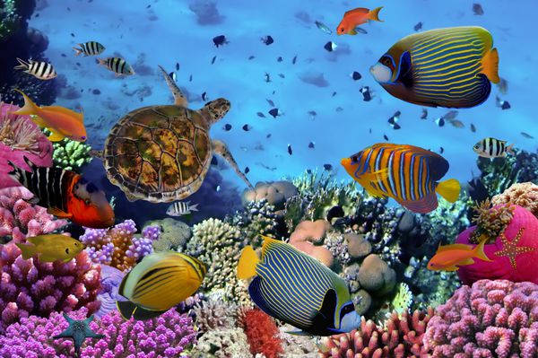 صخره مرجانی رنگارنگ با ماهی های زیادی و لاک پشت های دریایی