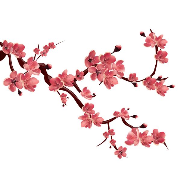 شاخه ای از ساکورای صورتی شکوفا درخت گیلاس ژاپنی تصویر جدا شده وکتور در پس زمینه سفید