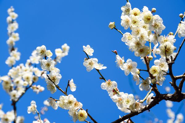 باغی پر از شکوفه های آلو در ژاپن است