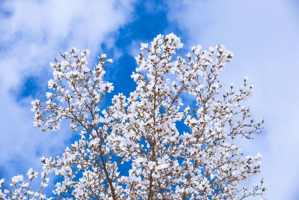 گل های ماگنولیا سفید در بهار در مقابل آسمان آبی