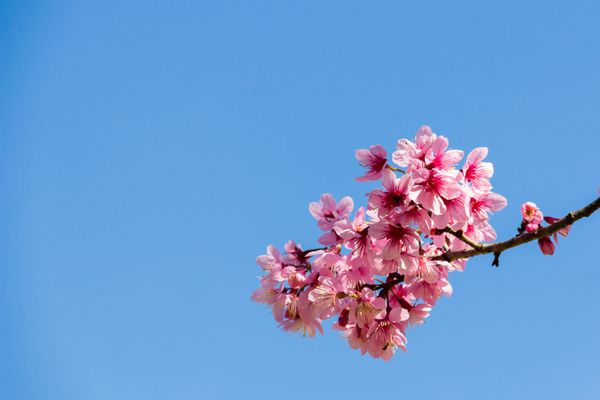 شکوفه گیلاس صورتی با آسمان آبی روشن