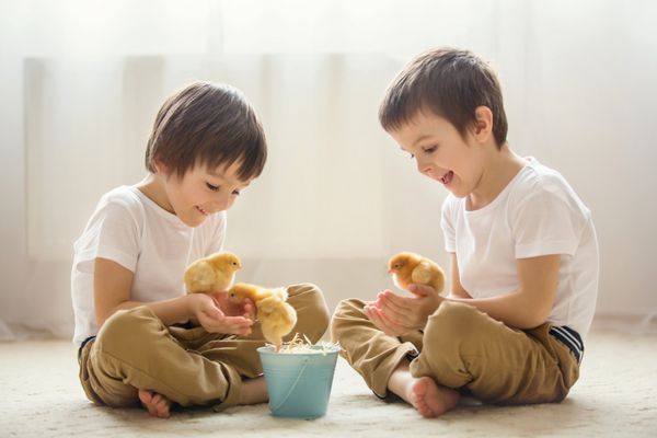 دو بچه کوچولو شیرین پسر پیش دبستانی برادر با جوجه های کوچک در خانه جوجه های بچه در دستان کودک