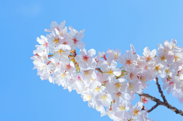 شکوفه های گیلاس در شکوفه کامل