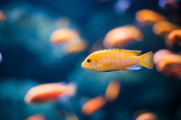 ماهی های صخره مرجانی در آب پوز زیبای زیر آب