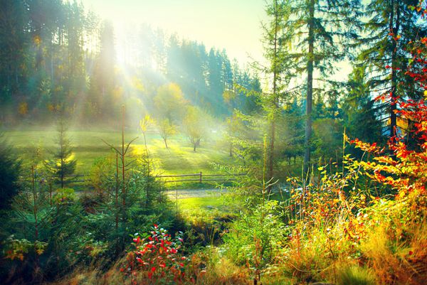 صحنه طبیعت پاییزی صبح زیبا جنگل و چمنزار قدیمی مه آلود با پرتوهای خورشید سایه ها و مه جنگل پارک حومه شهر