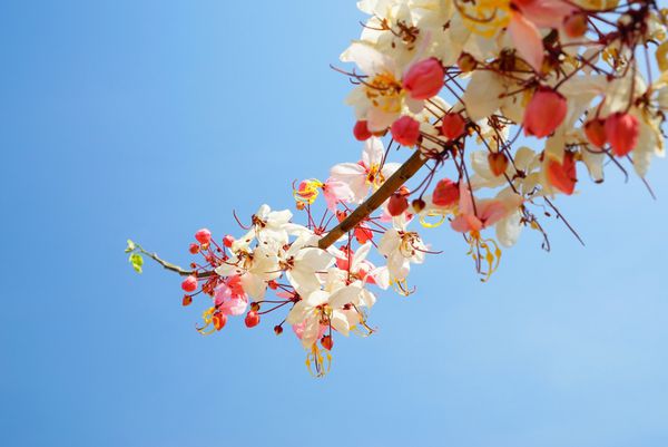 گل صورتی درخت آرزو دوش صورتی کاسیا باکریانا کریب تایلند فوکوس را با عمق میدان کم انتخاب کنید استفاده ایده آل برای پس زمینه