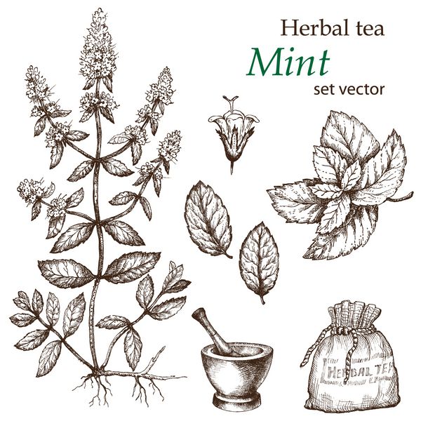 نعناع نقاشی گیاه شناسی ست چای گیاهی دست کشیده گیاه دارویی
