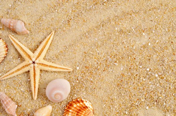 کاغذ دیواری ساحل با ماسه و صدف پس زمینه تعطیلات با ستاره دریایی کارت تابستانی با کپی sp