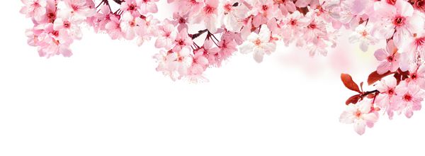 شکوفه های گیلاس رویایی به عنوان یک حاشیه طبیعی استودیو جدا شده روی پس زمینه سفید خالص فرمت پانوراما