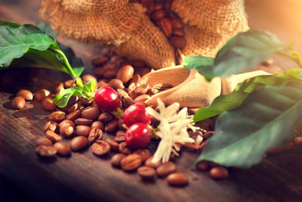دانه های قهوه با میوه های واقعی قهوه گل ها و برگ های روی میز چوبی از نزدیک دانه های قهوه قرمز و گل روی شاخه ای از درخت قهوه