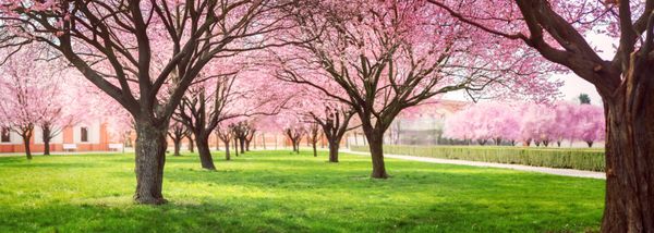 منظره ای از کوچه درختان شکوفه های گیلاس در باغ روی یک چمن سبز تازه در غروب آفتاب