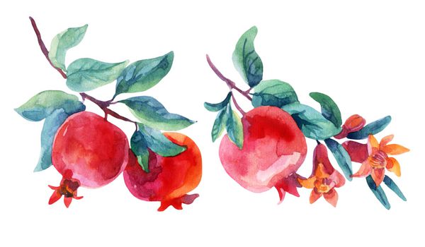 ست شاخه های شکوفه انار آبرنگ میوه و گل انار جدا شده در زمینه سفید تصویر نقاشی شده با دست