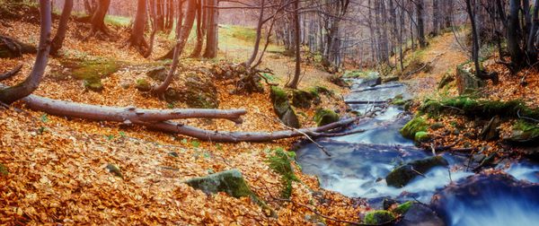 فرش خارق العاده ای از برگ های زرد در جنگل درخشان نور خورشید صحنه دراماتیک و تصویر زیبا موقعیت pl کارپات اوکراین اروپا دنیای زیبایی فیلتر نرم اثر تونینگ گرم