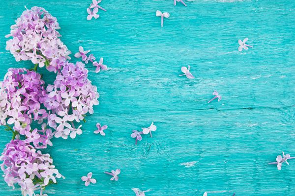 شکوفه یاس بنفش در زمینه چوبی روستایی فیروزه ای با sp خالی برای پیام تبریک مفهوم پس زمینه روز مادر و بهار ماکت تعطیلات نمای بالا