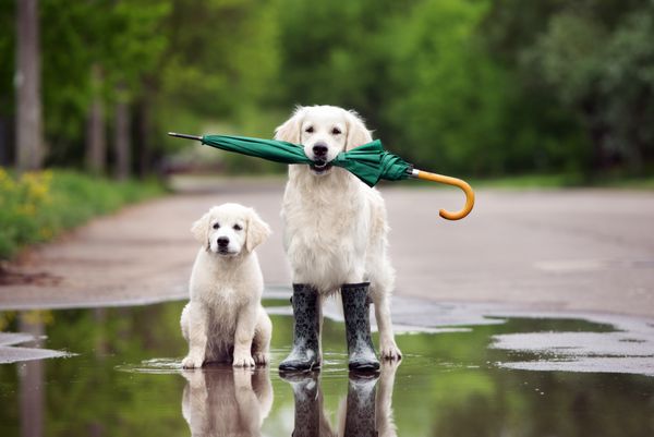 سگ و توله سگ گلدن رتریور در یک گودال با چتر