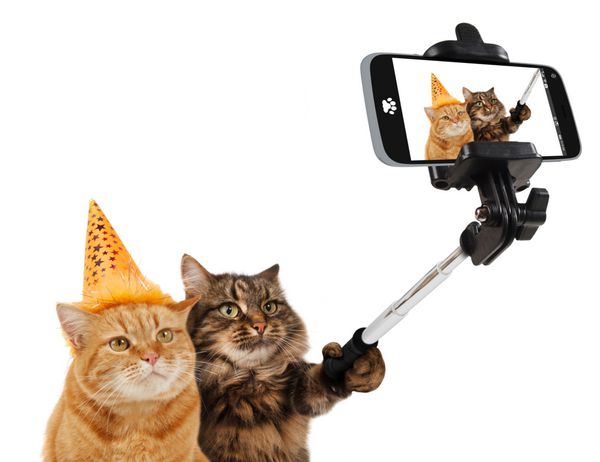 گربه های بامزه با دوربین گوشی های هوشمند سلفی می گیرند جشن تولد