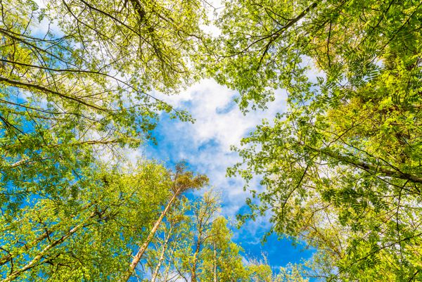 تاج های متنوع درختان در جنگل بهاری در برابر آسمان ابری نمای پایین درختان