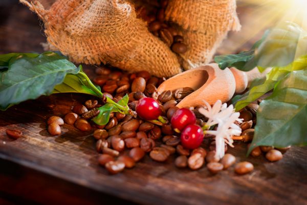 دانه های قهوه با میوه های واقعی قهوه گل ها و برگ های روی میز چوبی از نزدیک دانه های قهوه قرمز و گل روی شاخه ای از درخت قهوه