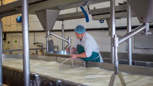یک کارمند کارخانه پنیر از یک کشک تازه در یک کارخانه محلی مراقبت می کند