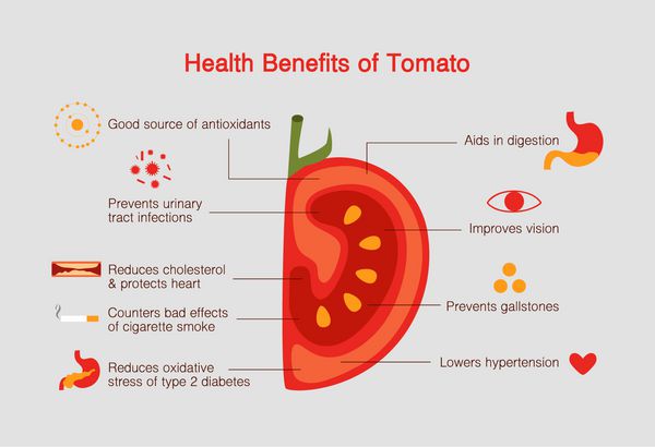 مزایای اینفوگرافیک گوجه فرنگی وکتور طرح تخت منبع خوبی از آنتی اکسیدان است و بینایی را بهبود می بخشد