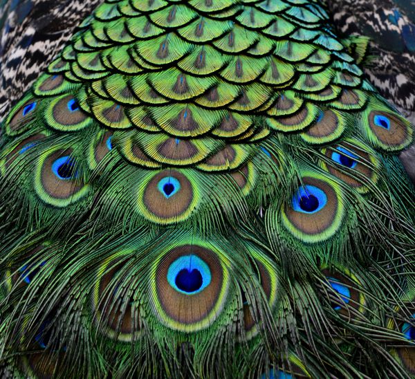 لکه های سبز و آبی مخملی شگفت انگیز روی پرهای بدن نخود هندی زیباترین پس زمینه پر پرندگان