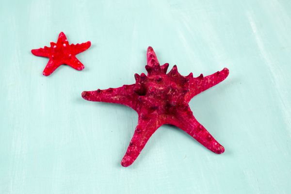 ستاره دریایی قرمز را در پس زمینه آبی نزدیک کنید