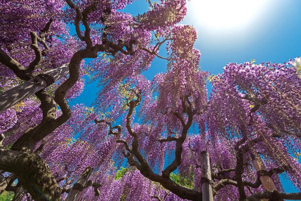ویستریا در برابر آسمان آبی و نور خورشید گلهای بنفش پر شکوفه