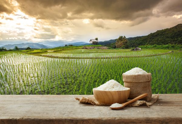برنج یاس در کاسه و گونی کرفس روی میز چوبی با زمینه مزرعه برنج