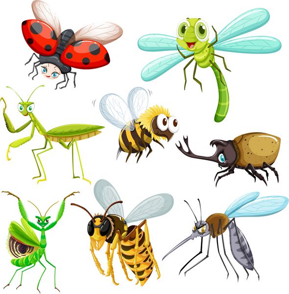 تصویر حشرات و موجودات کوچک