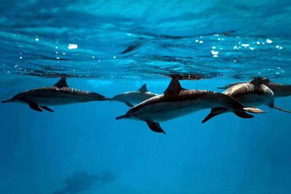 دلفین ها در دریا