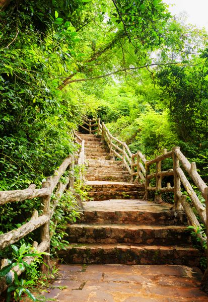 پله های سنگی منظره در میان شاخ و برگ سبز که در میان جنگل های استوایی منتهی می شود راه از میان جنگل در فصل تابستان