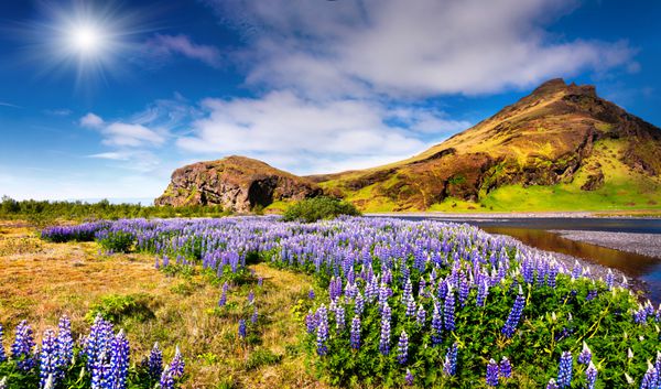 مناظر معمولی ایسلند با مزرعه ای از گل های مارپیچ شکوفه در ماه ژوئن صبح آفتابی تابستانی در ساحل جنوبی ایسلند اروپا سبک هنری پست پردازش شده po