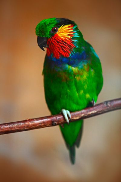 طوطی انجیر ادواردز psittaculirostris edwardsii همچنین به عنوان طوطی انجیر قرمز گونه شناخته می شود طوطی سبز با ج قرمز در شاخه نشسته زمینه جنگل قهوه ای روشن پرنده در طبیعت گینه نو
