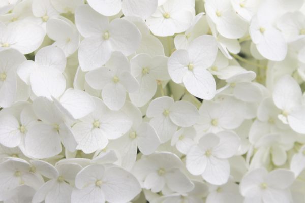 گل های سفید کوچک