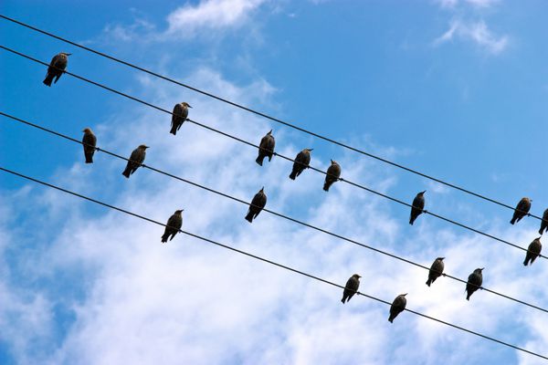 پرندگان روی خطوط تلفن مقابل آسمان آبی صف کشیده اند