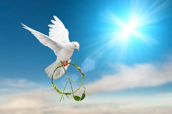 کبوتر سفید شاخه سبز را در دست دارد به شکل علامت آرامش در حال پرواز در آسمان آبی برای مفهوم آزادی در مسیر برش روز بین المللی pe 2017