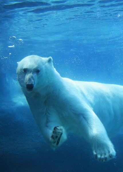 شنای خرس قطبی در زیر آب