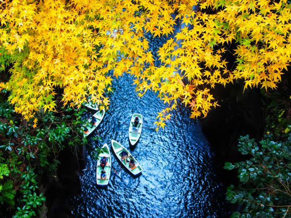 برگ های زرد در تنگه تاکاچیهو میازاکی ژاپن
